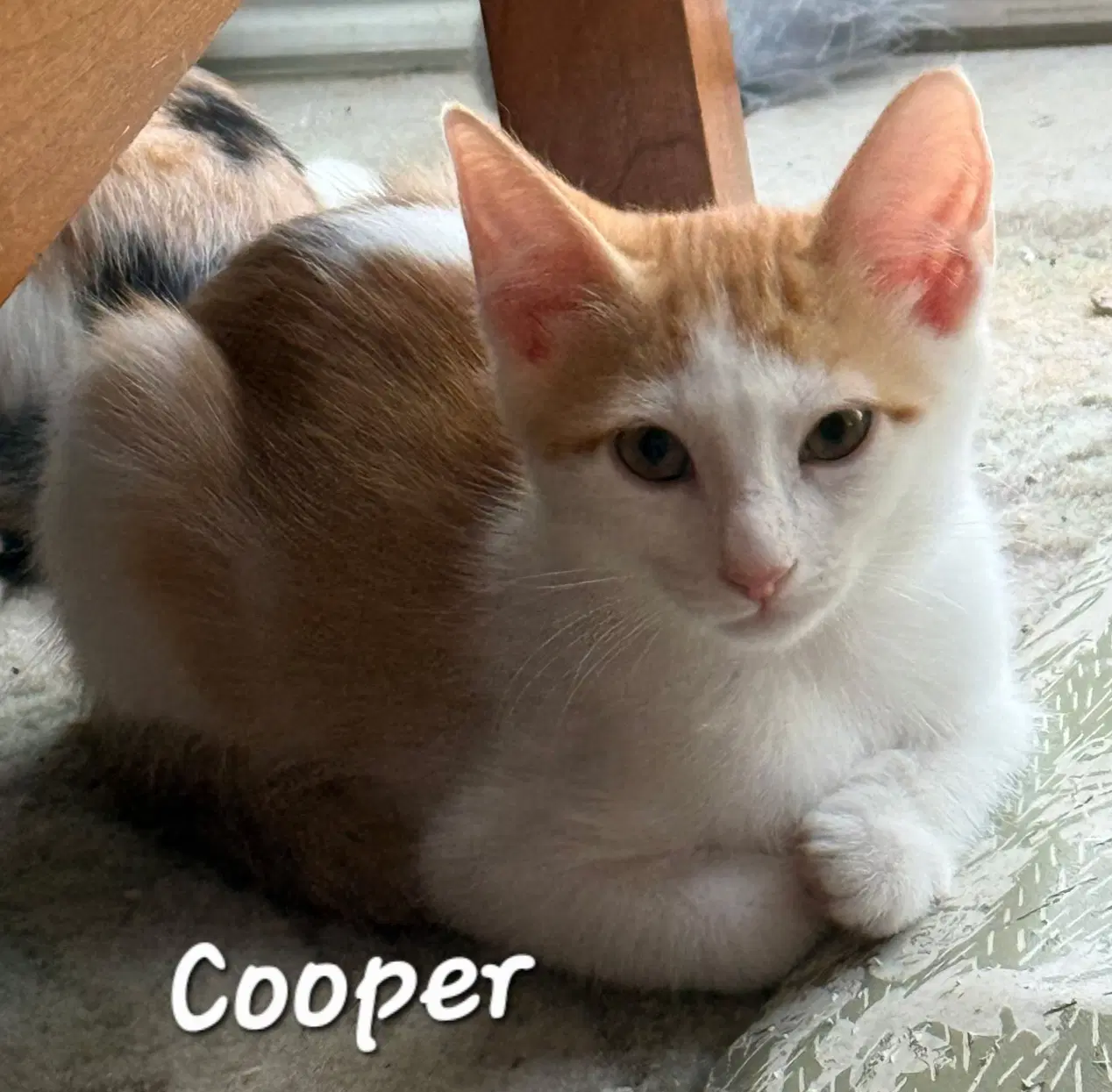 Cooper image 2