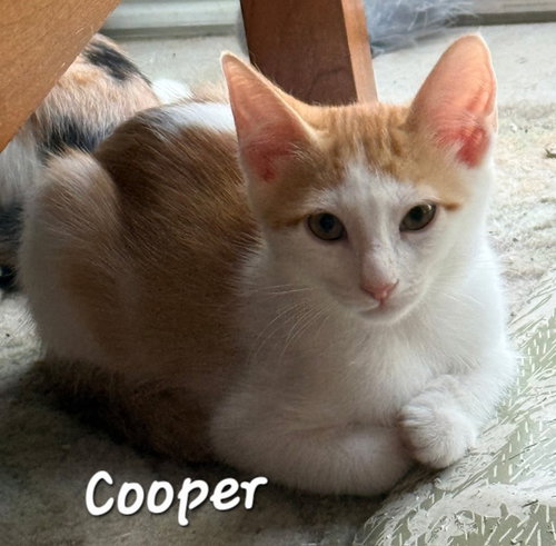 Photo 2 of Cooper