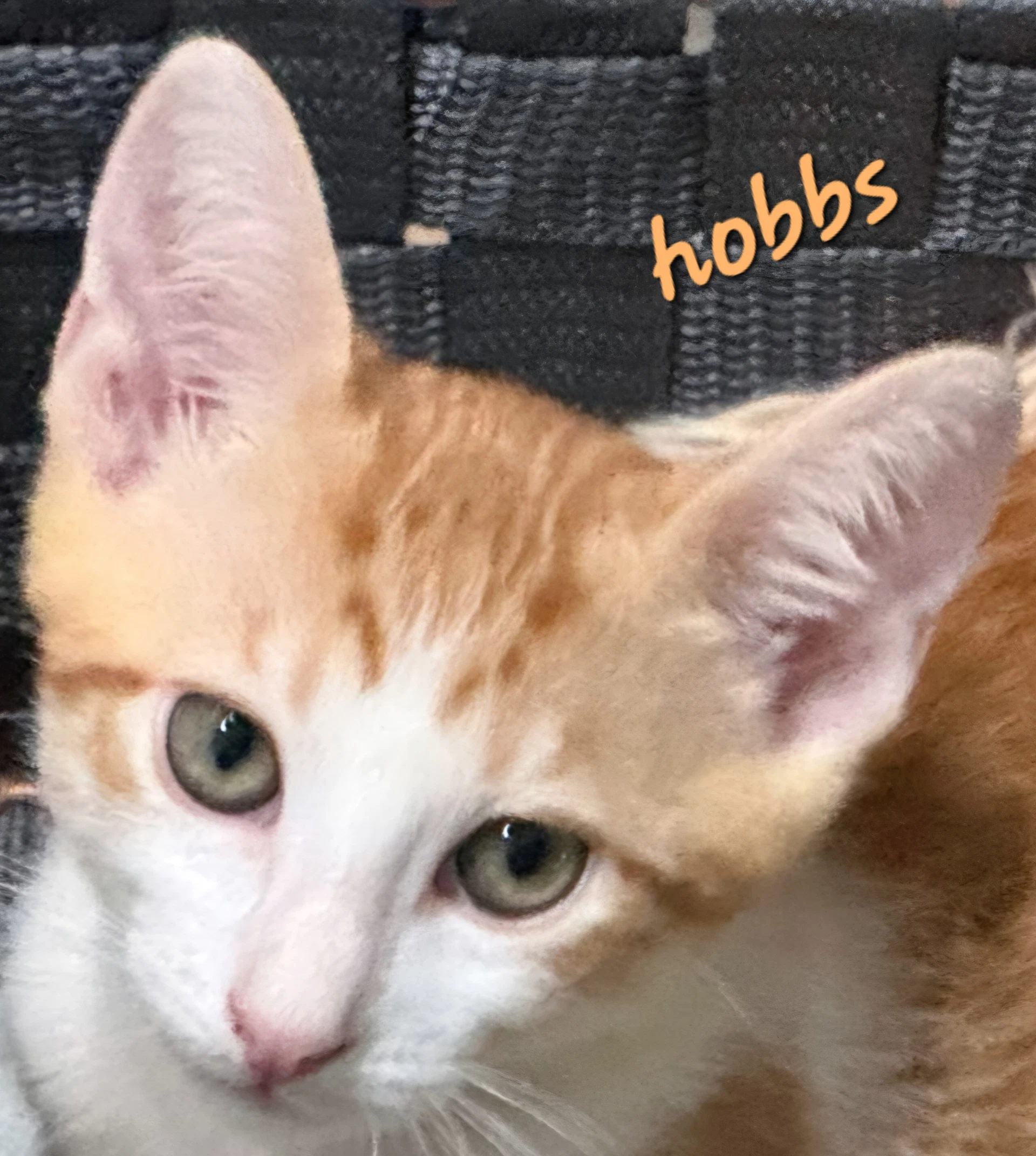 Hobbs