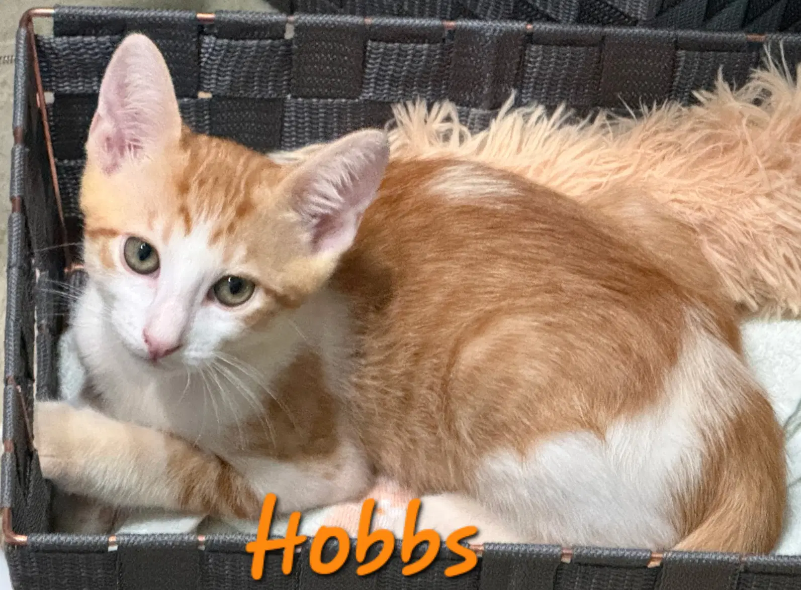 Hobbs image 2