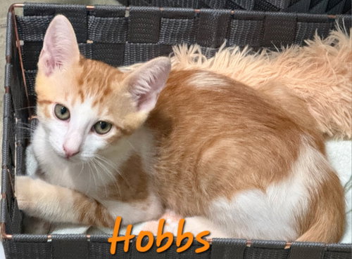 Photo 2 of Hobbs