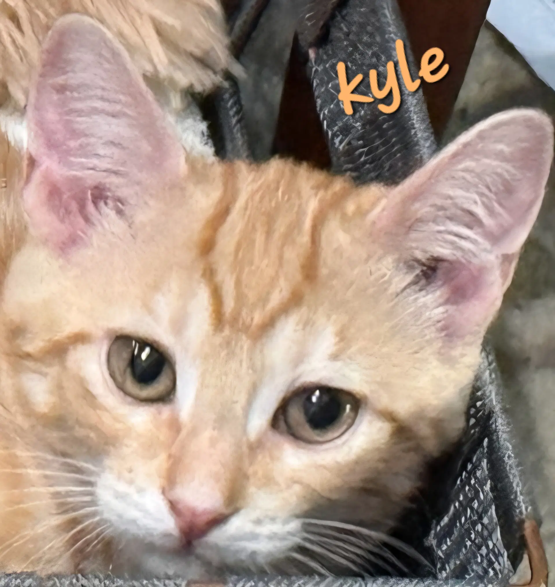 Kyle image 2