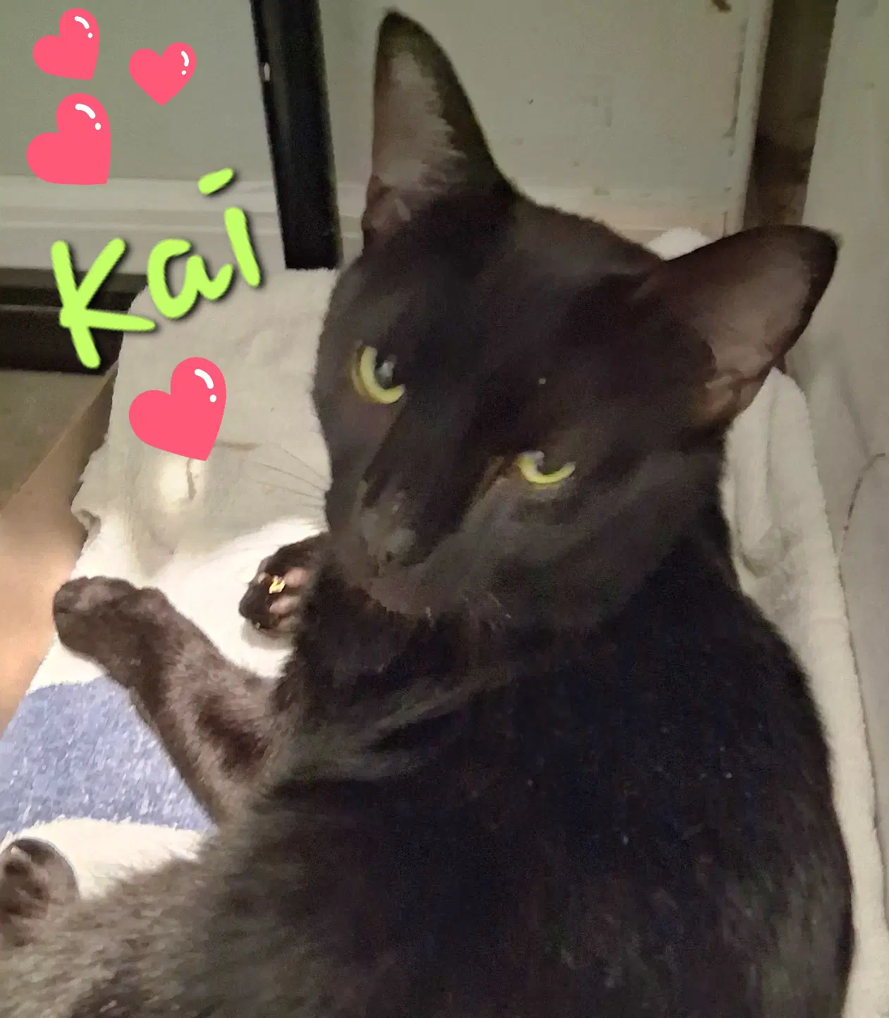 Kai - Domestic Short Hair