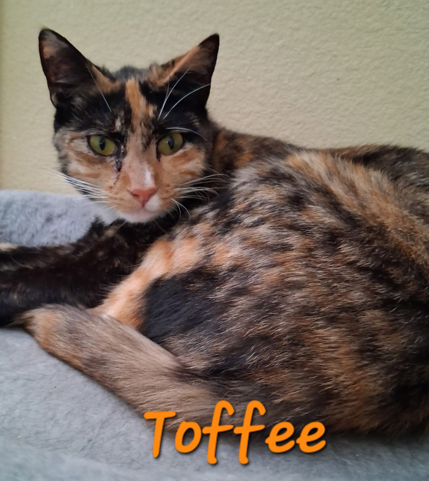 Toffee, Domestic Short Hair