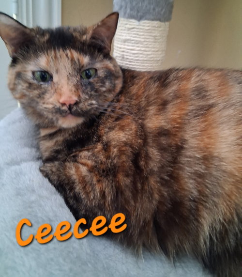 Ceecee, a cat for adoption from Cat Tail Corner