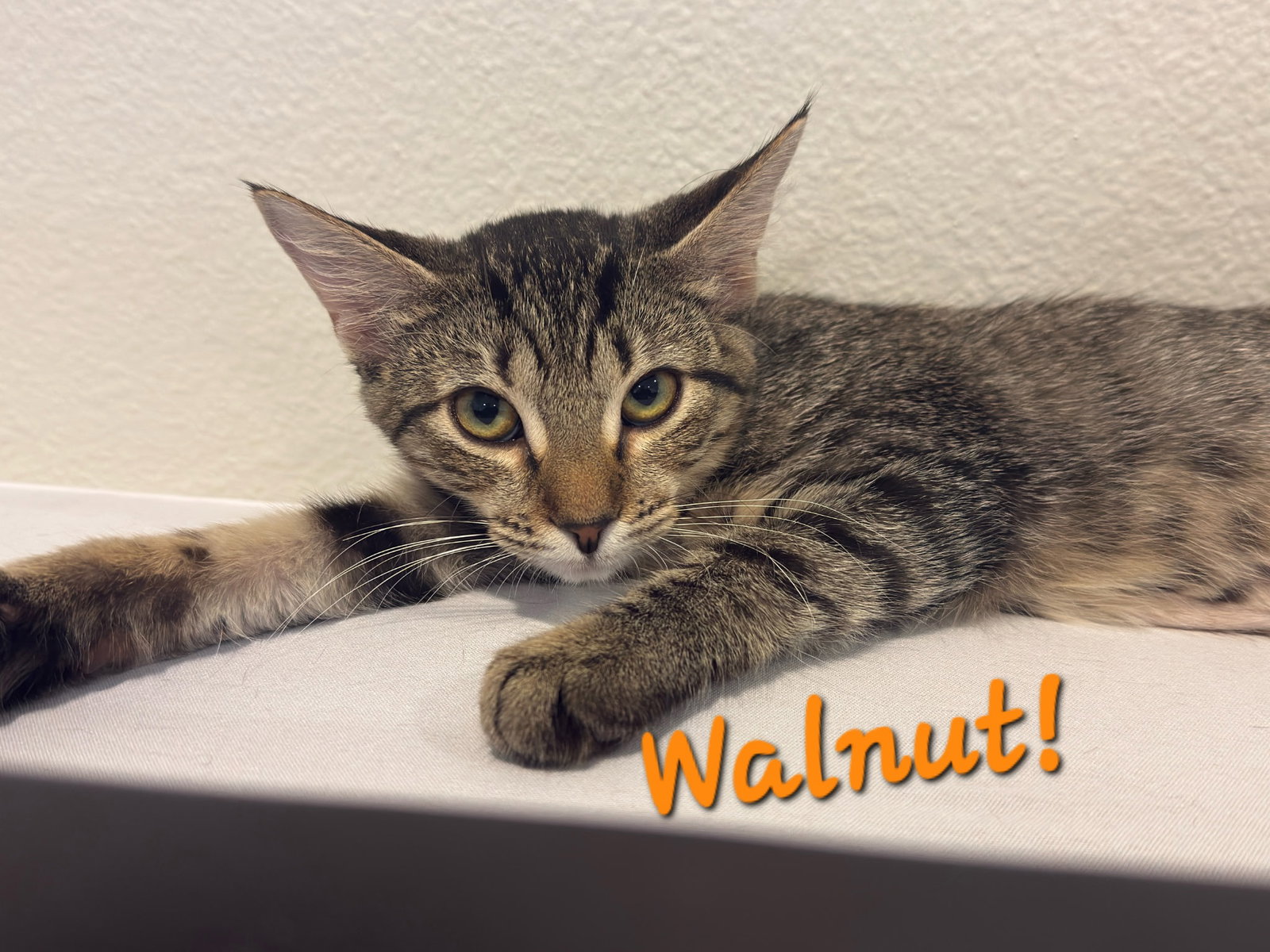 Walnut, Domestic Short Hair