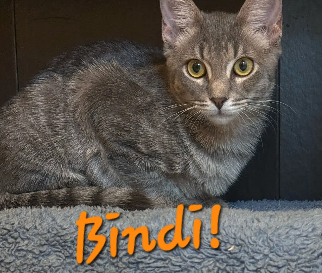Bindi - Domestic Short Hair