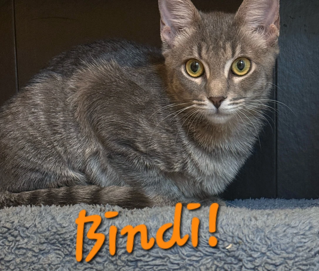 Bindi