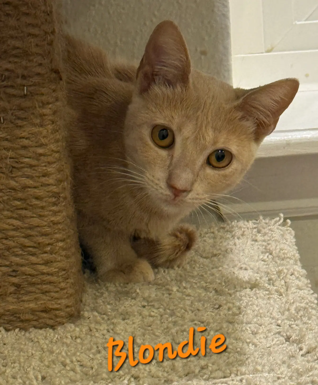 Blondie - Domestic Short Hair