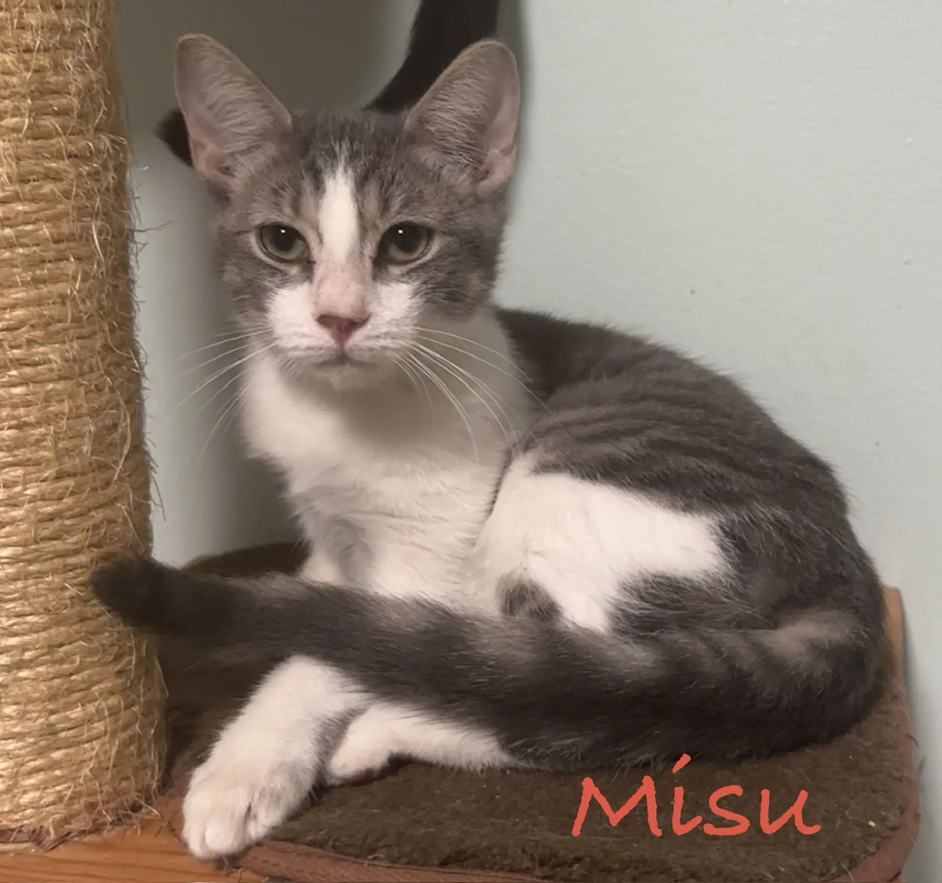 Misu - Domestic Short Hair