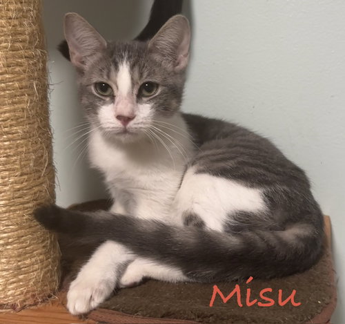 Misu, a cat for adoption from Cat Tail Corner