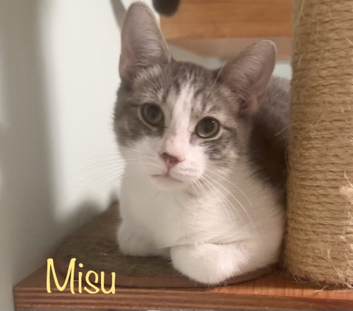 Photo 2 of Misu