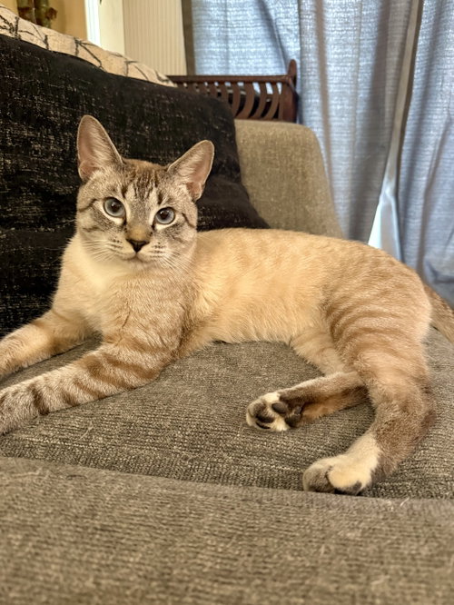 Flynn, a cat for adoption from Cat Tail Corner
