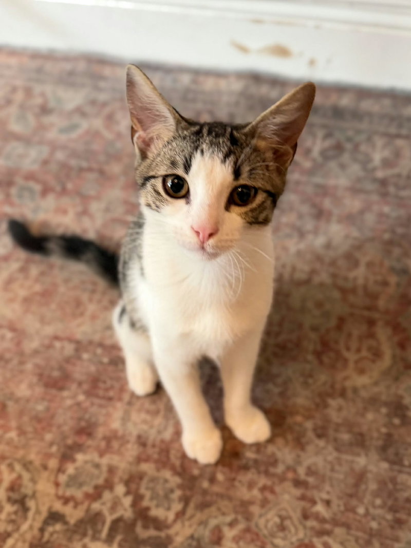 Band Camp, a young male cat up for adoption