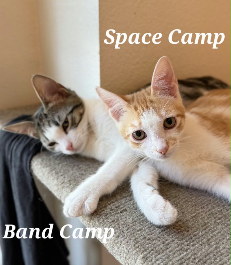 Band Camp, photo 6