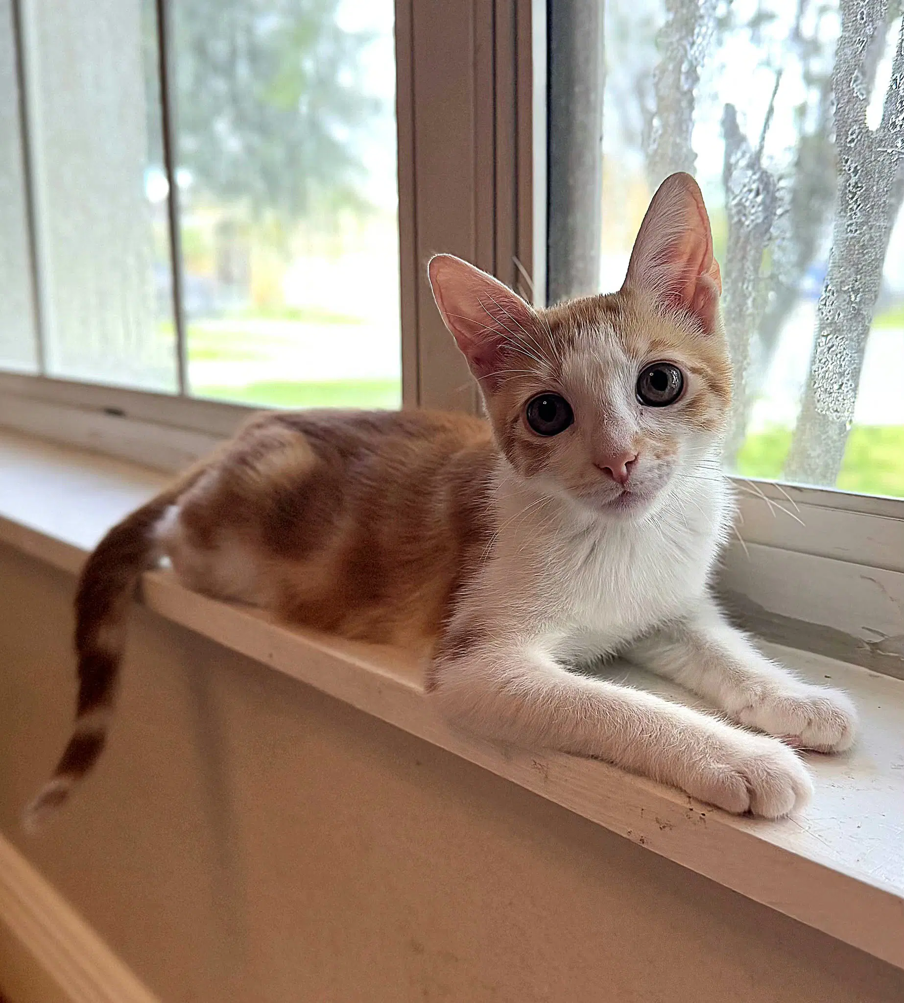 Space Camp - Domestic Short Hair