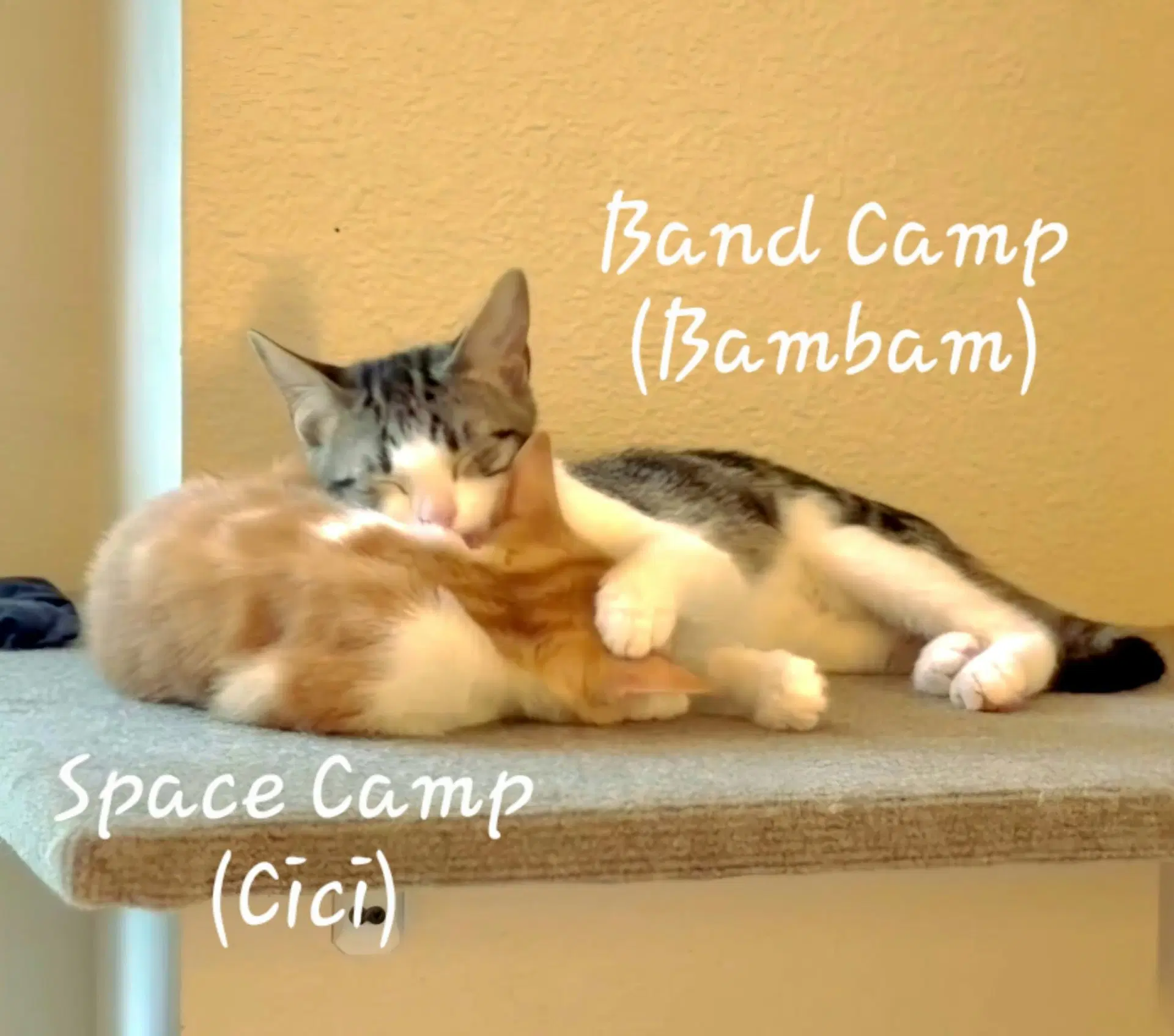 Space Camp image 4
