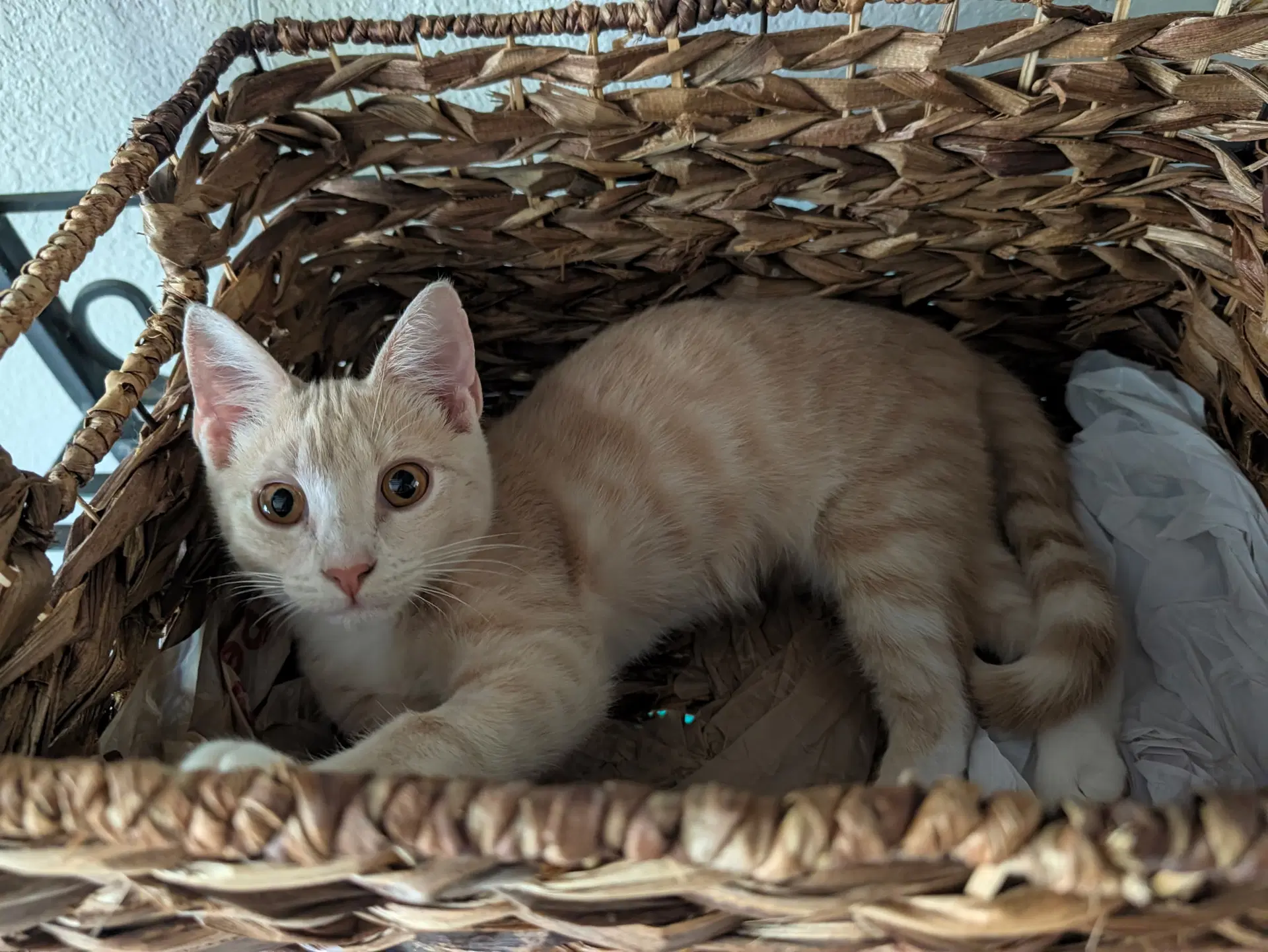 Corey - Domestic Short Hair