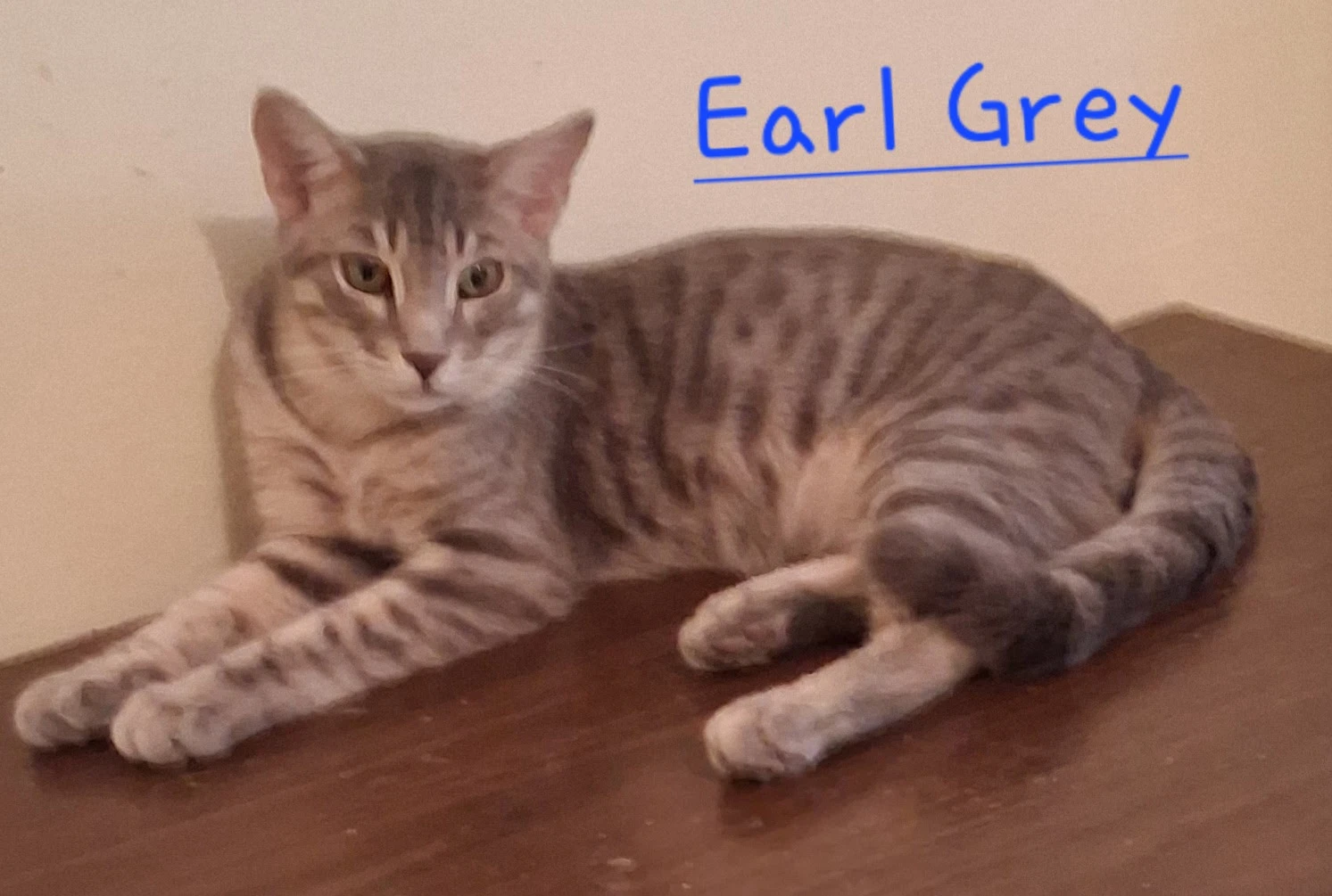 Earl Grey