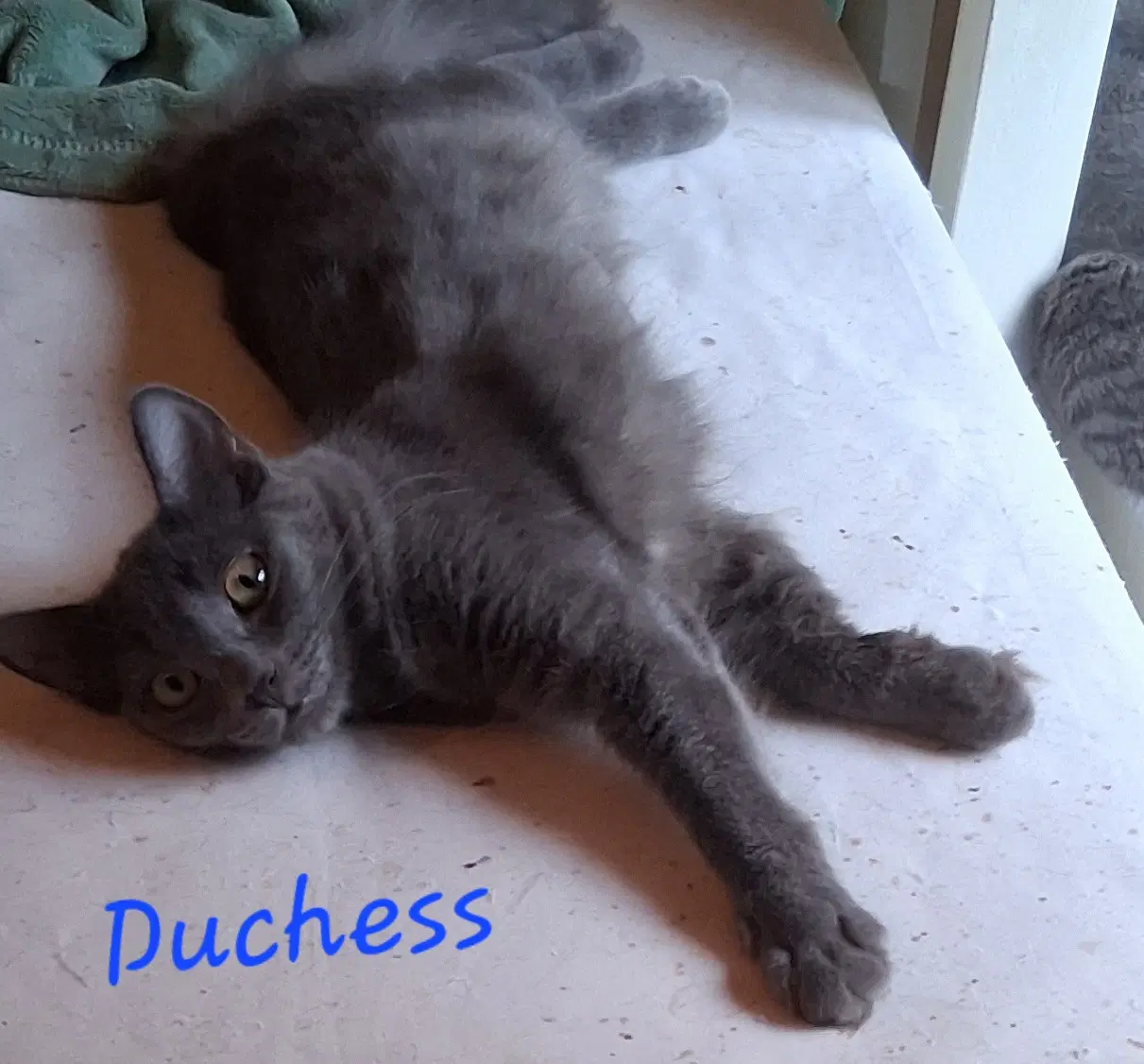 Duchess K - Domestic Short Hair