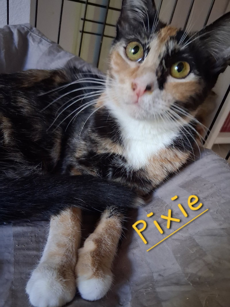 Pixie, a young female cat up for adoption