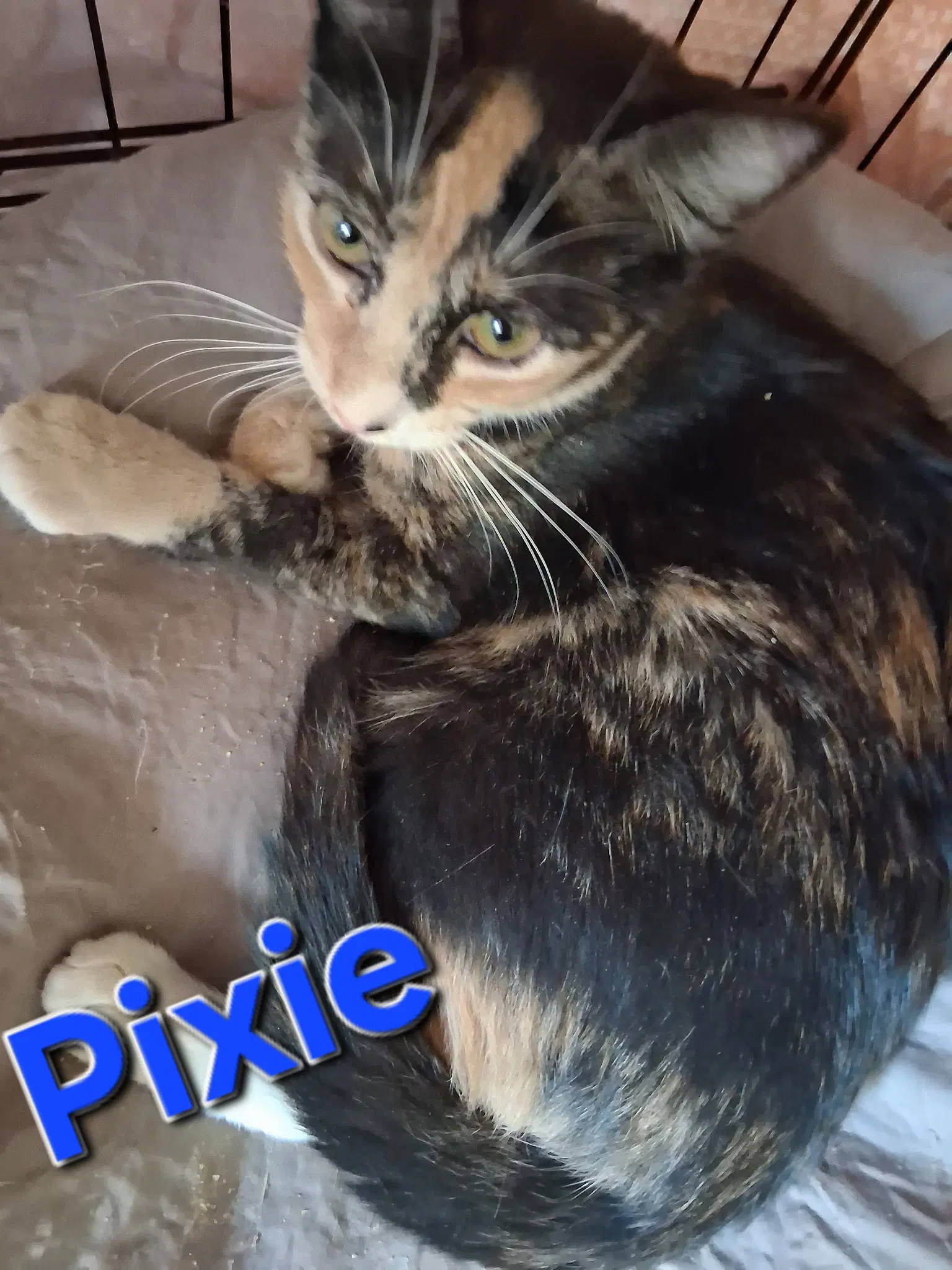 Pixie image 2