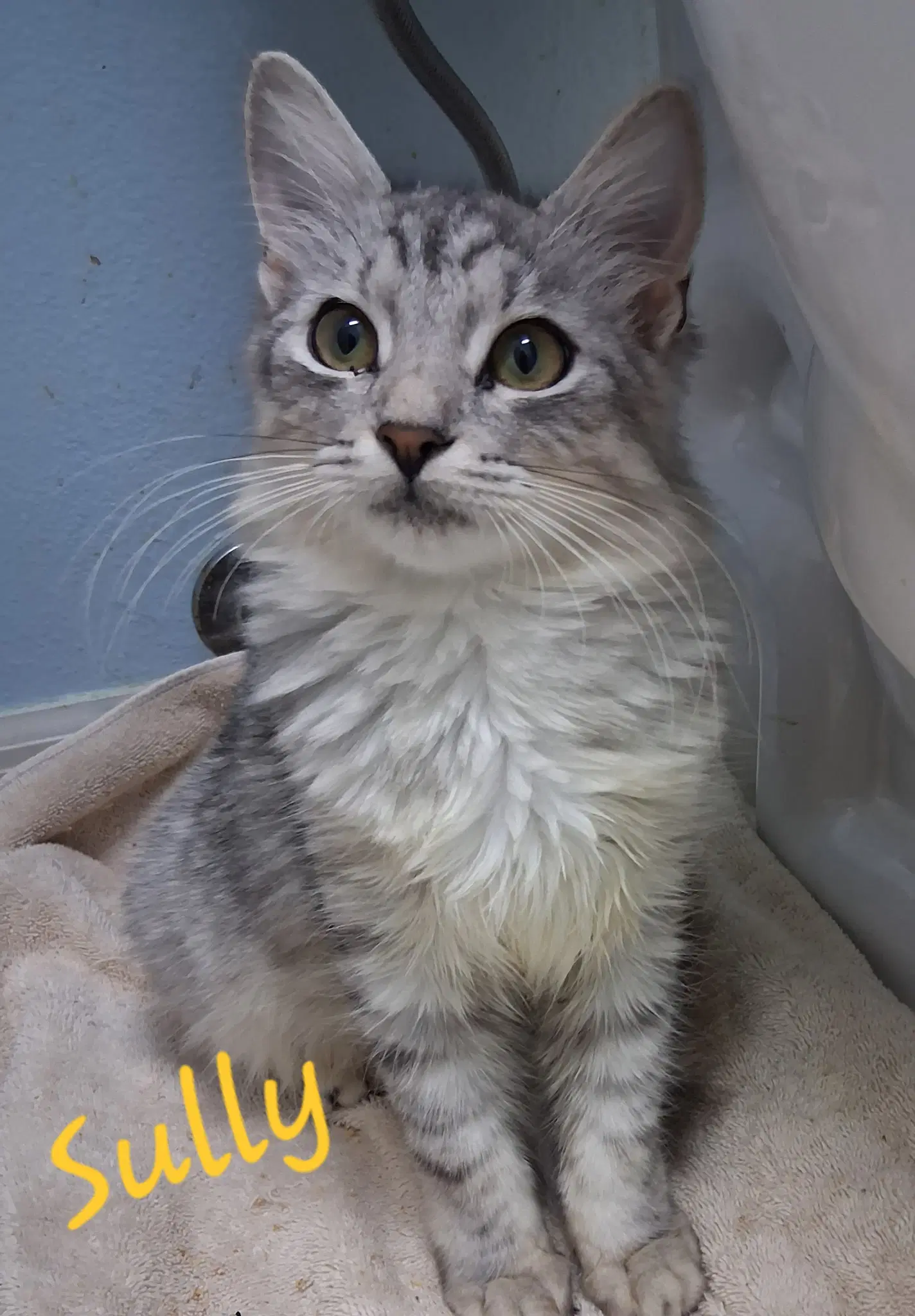 Sully - Domestic Medium Hair