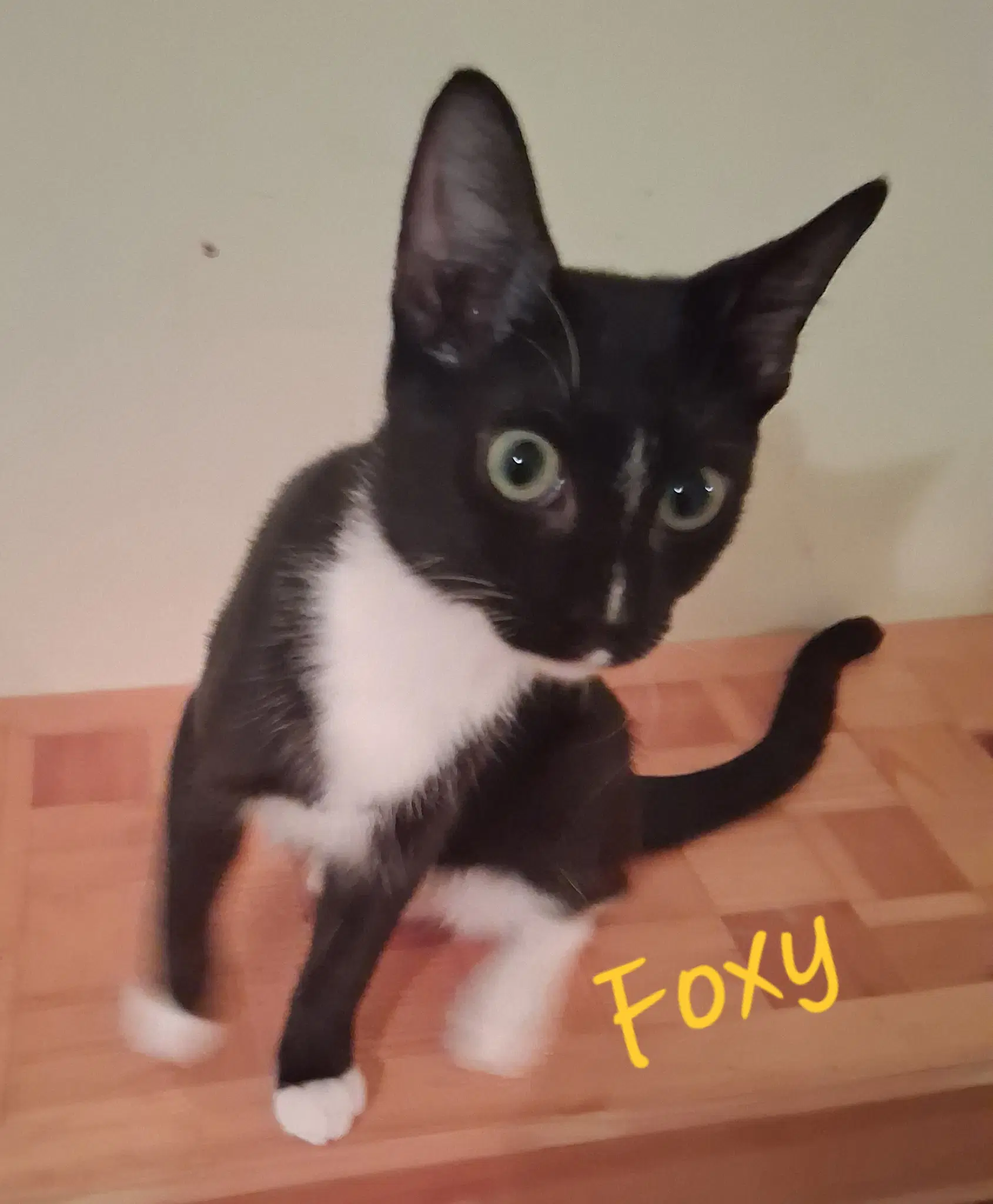Foxy - Domestic Short Hair