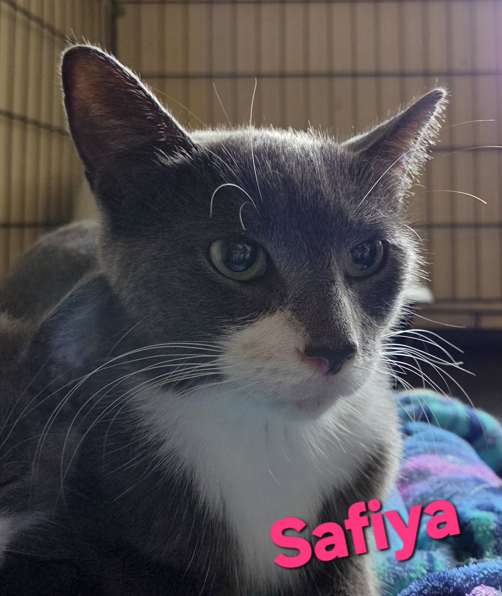 Safiya