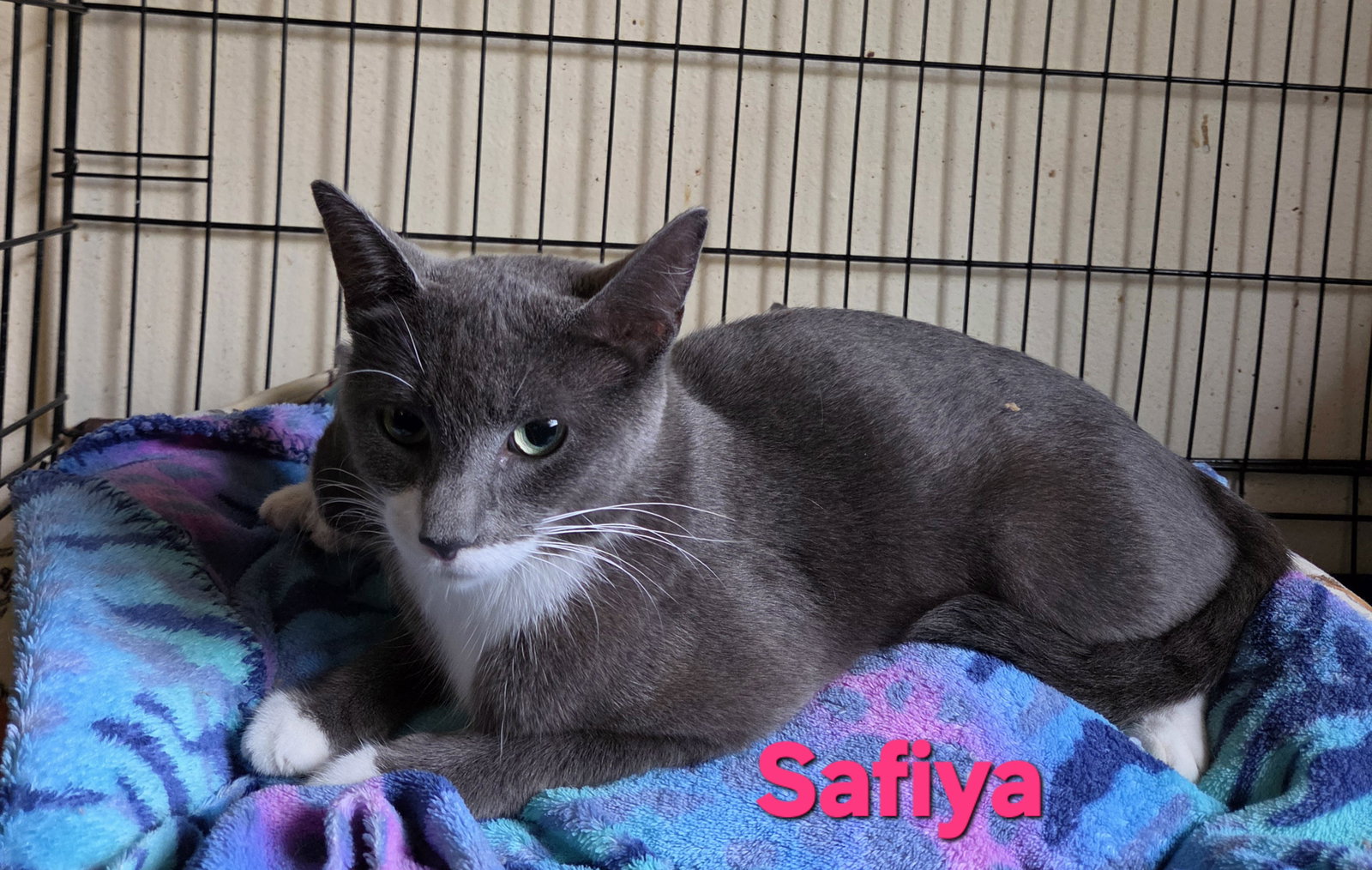 Safiya, photo 2