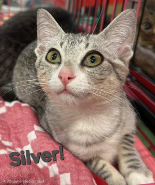 Silver, Domestic Short Hair / Mixed (short coat)