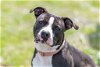 adoptable Dog in stamford, CT named Jet