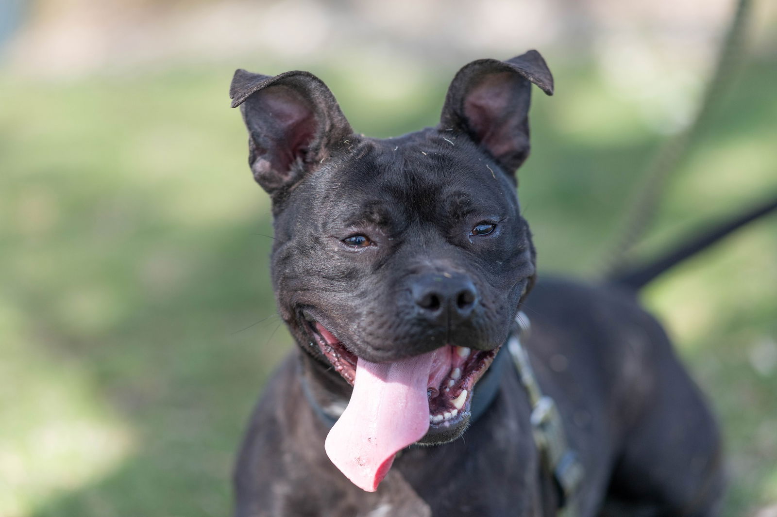 adoptable Dog in Stamford, CT named Nina