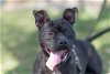 adoptable Dog in stamford, CT named Nina