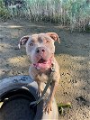 adoptable Dog in stamford, CT named Pinky