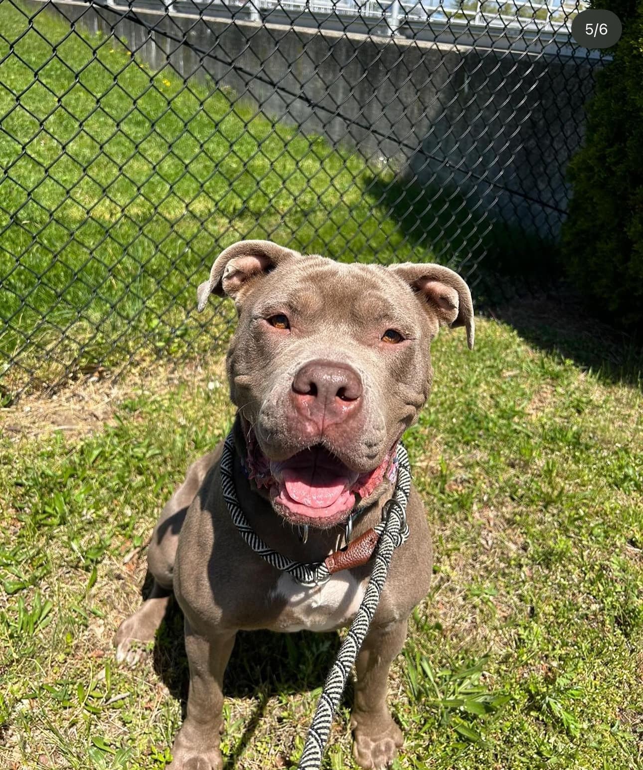 adoptable Dog in Stamford, CT named Pinky