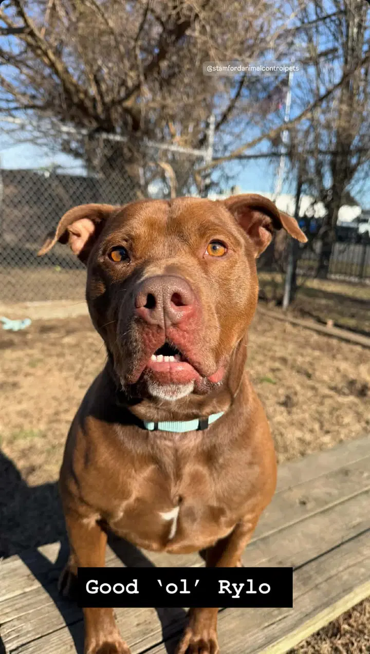 Rylo - American Staffordshire Terrier
