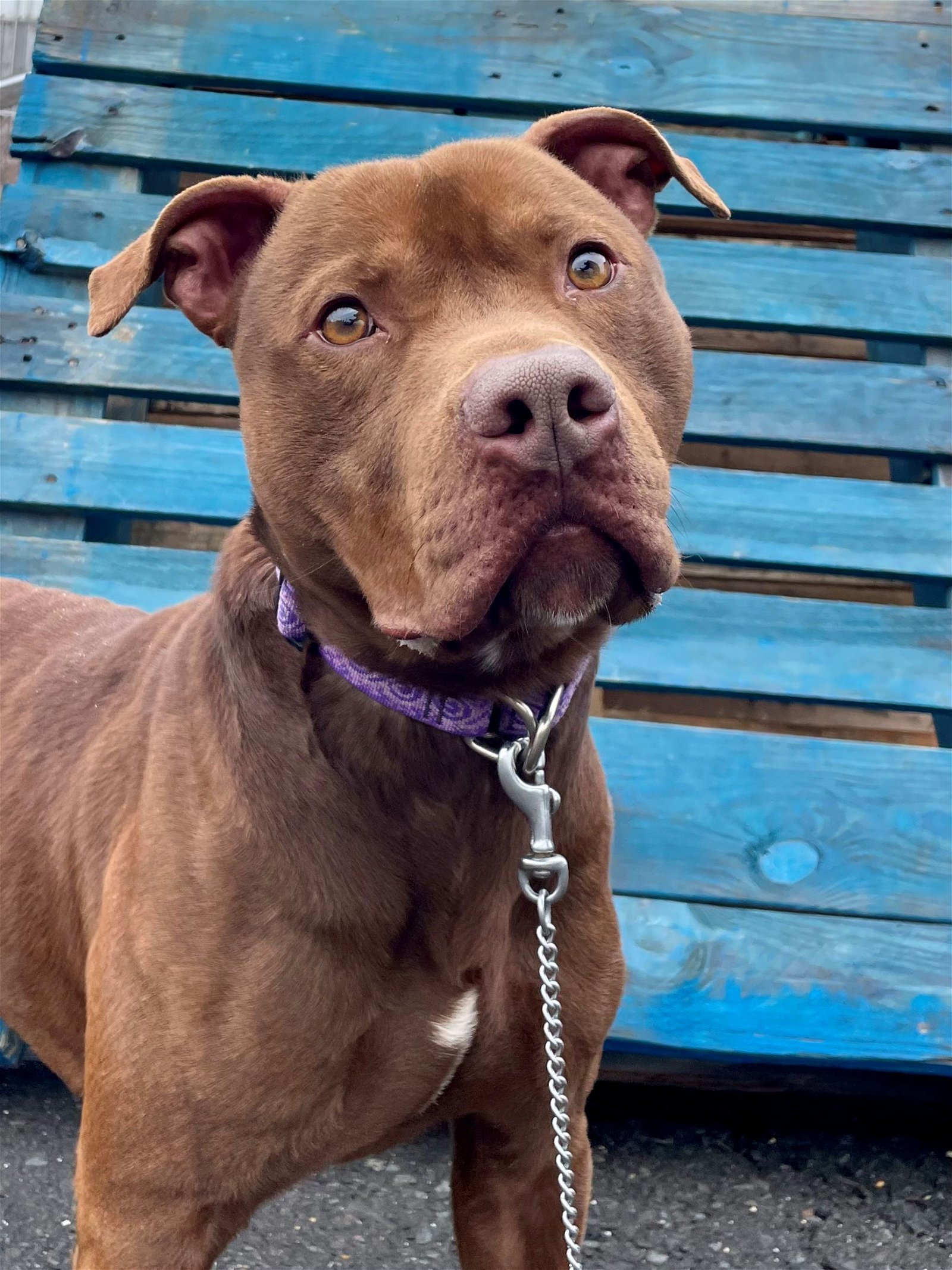 adoptable Dog in Stamford, CT named Rylo
