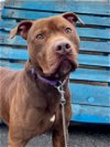 adoptable Dog in stamford, CT named Rylo