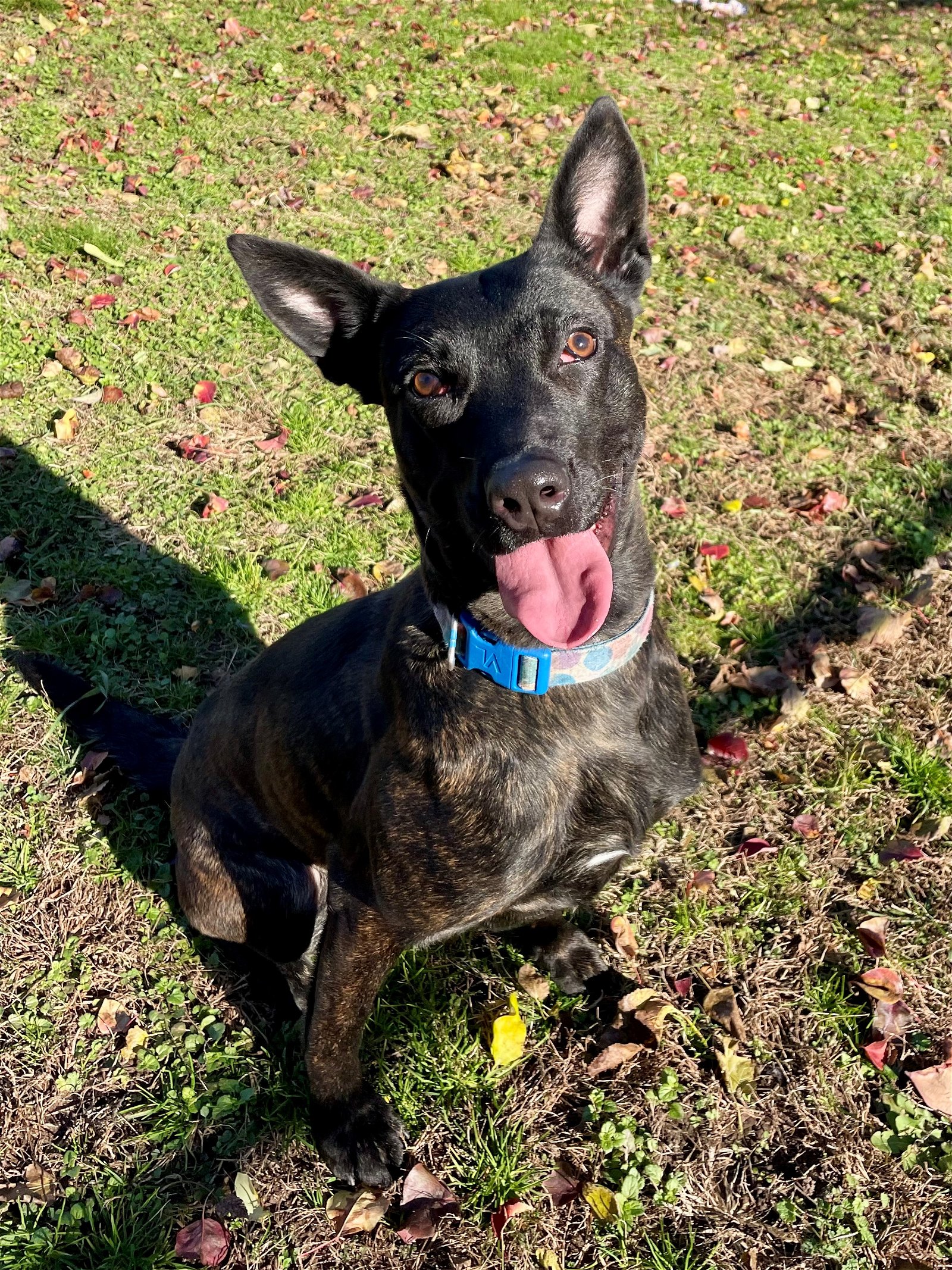 adoptable Dog in Stamford, CT named Zara