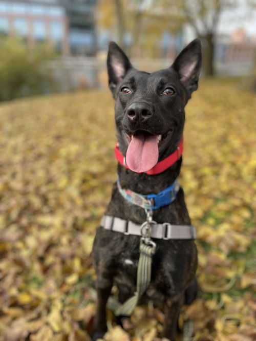 Dog for adoption - Butter Pecan, a Labrador Retriever & Portuguese Podengo  Mix in New Milford, CT