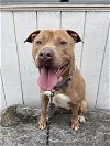 adoptable Dog in , CT named Haze