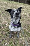 adoptable Dog in , CT named Lola