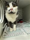 adoptable Cat in , CT named Mike