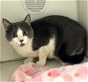 adoptable Cat in , CT named Molly