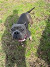 adoptable Dog in , CT named Petunia