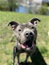 adoptable Dog in stamford, CT named Jamie Lee