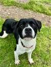 adoptable Dog in stamford, CT named Delilah