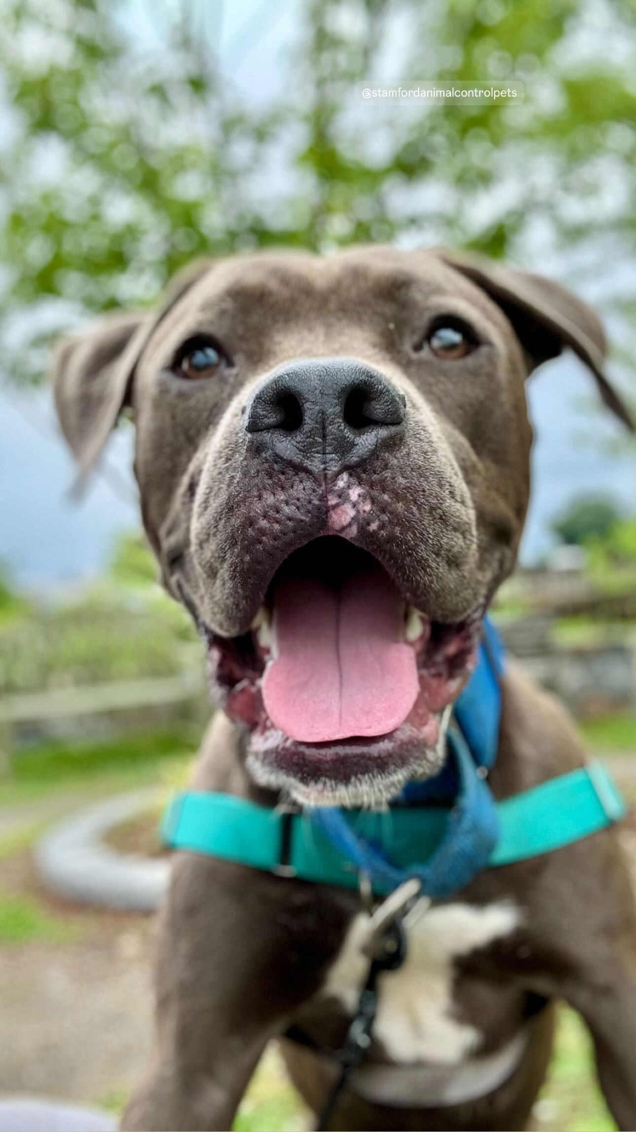 adoptable Dog in Stamford, CT named Jameson