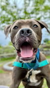 adoptable Dog in , CT named Jameson